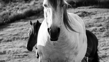 Sharish - Monte Das Estevas - Foto 4