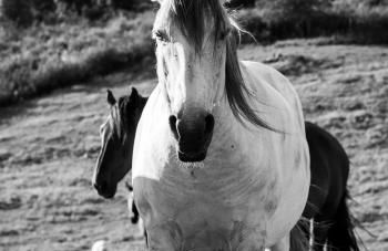 Sharish - Monte Das Estevas - Foto 4