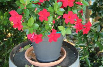 Le Jardin du Somail - Foto 11