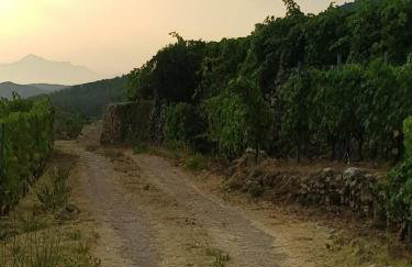 Hvar Architect's House - Photo 61