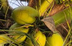 Ilha da Crôa - Barra Sto Antônio - Alagoas - Esquina Praia - Photo 8