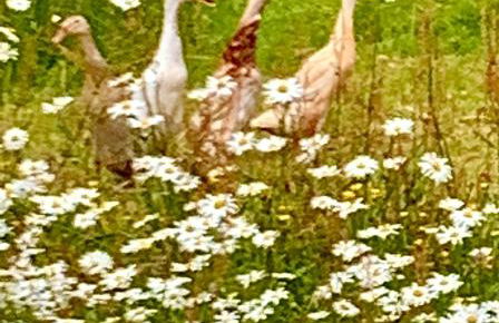 Linnhe Apartment, Kinlochlaich House - Foto 23