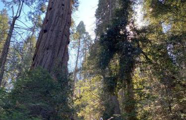 Modern House on 5 acr in Sequoia National Forest - Foto 80