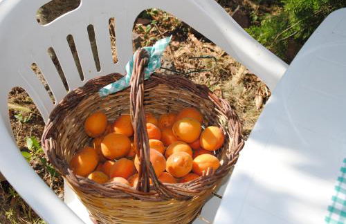 Il gelsomino del Perugino - Photo 61