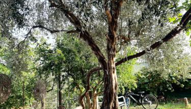 Σπίτι στον κήπο - Foto 5