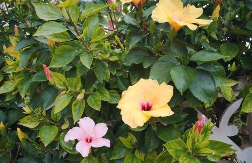 Chalet Campoamor con piscina privada - Foto 23