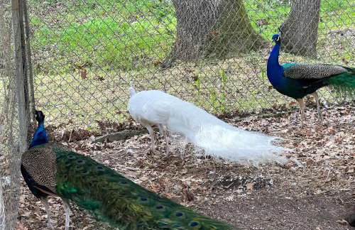 Pool, Peacocks and Views! Lavish Retreat in Gilroy - Foto 43