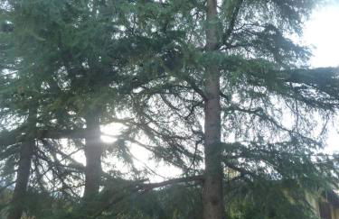 LA STANZA SUI CEDRI - Smart working - Airport - Private Parking - Ducati - Philip Morris - Foto 23