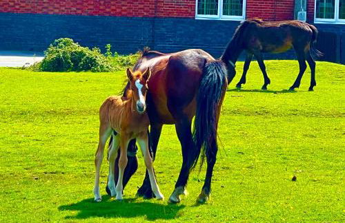 Jungle lodge - Photo 59