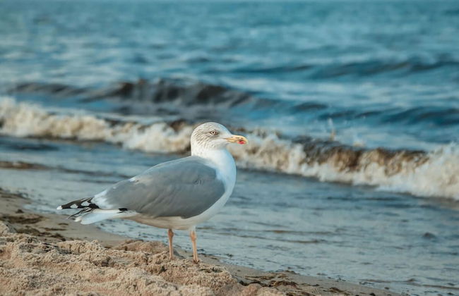 Holiday Vacation by the sea - Foto 13