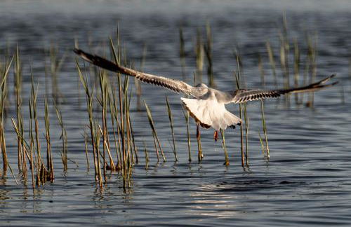 Ferienhaus Ankerplatz in der Puddeminer Wiek - Foto 28