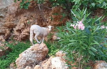 Apartment Djanina - Foto 10