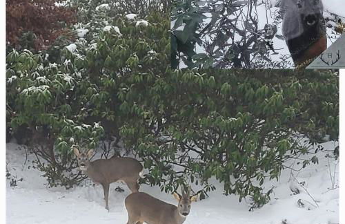 Haus Rehblick 2, Wg 4 - Foto 11