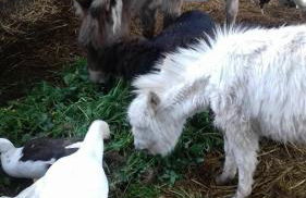 Agriturismo Sa Ruda - Foto 28