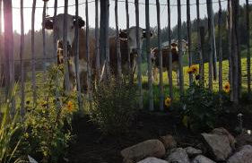 Manu's Ferienwohnung - Foto 30