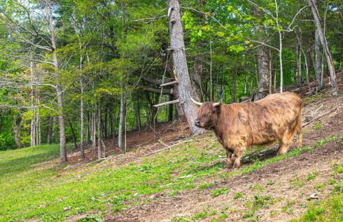 On Farm Charming Hendersonville Retreat! - Foto 27