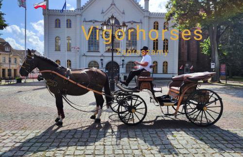 Vigor Horses - Foto 36