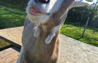 Cosy Off Grid Shepherds Hut with Wood Fired Hot Tub - Foto 11