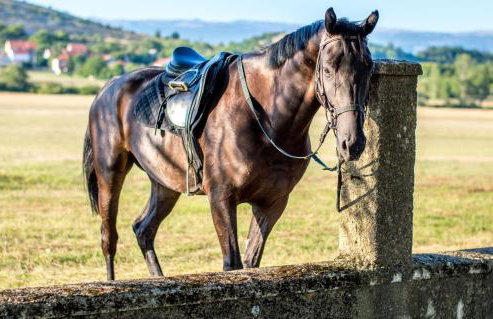 Mila Apartment - Foto 18