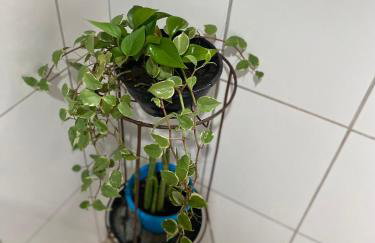 Casa de campo com muito verde e paz, 2 quartos, Wi-Fi, churrasqueira, deck, trilha - Foto 11