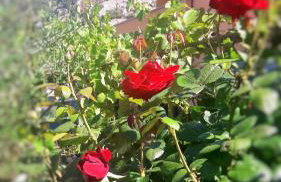 STUDIO APARTMAN STARA BAŠKA - Foto 34