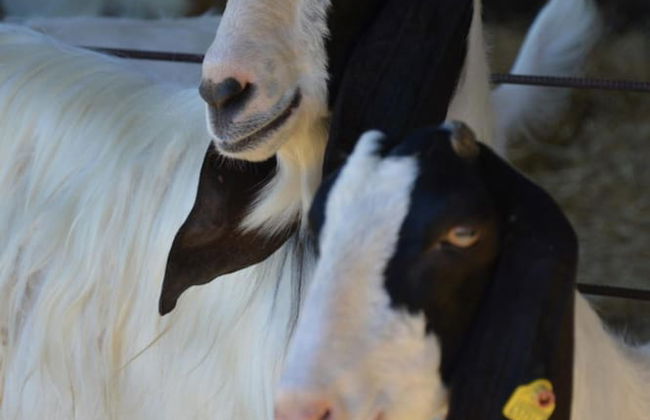 Azienda Agrituristica Caridà - Foto 53