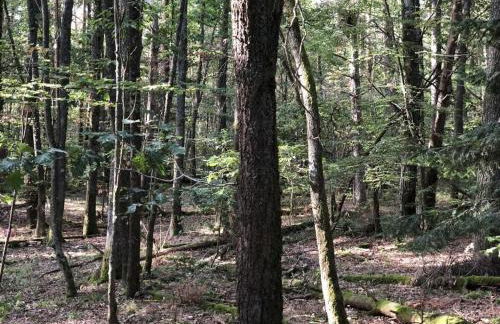 Holiday home under the trees - Photo 31