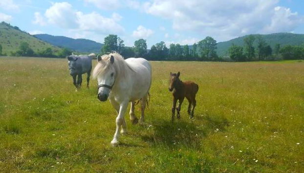 House Jovica - Foto 2