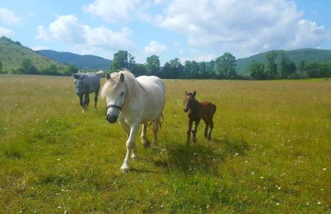 House Jovica - Foto 2