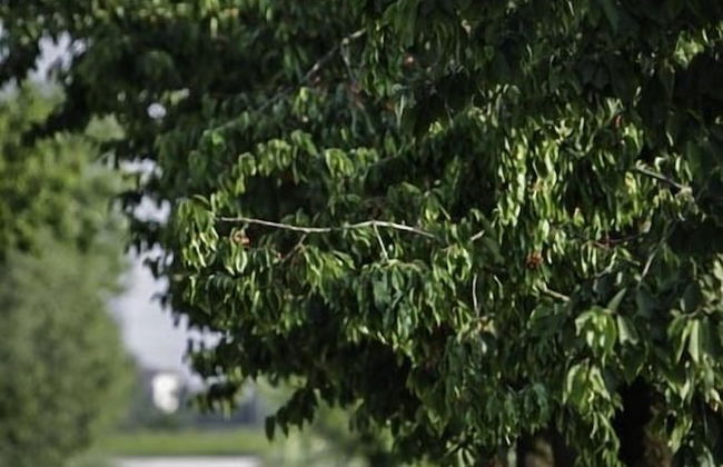 Agriturismo La Borina - Foto 61