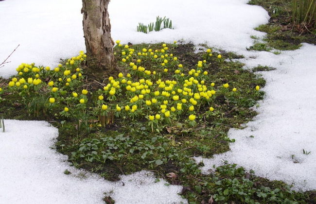 Apartment at the Knappensee in Gross Sarchen - Foto 18