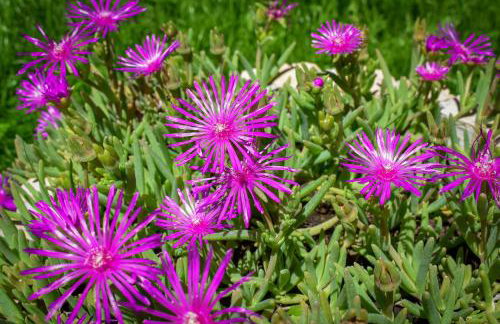 Bonaventura - Countryside Villa near Split with Private Pool - Photo 31