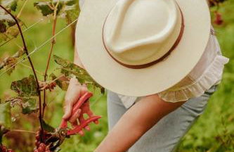 Chalé com Vista para Vinhedo e Natureza - Foto 8