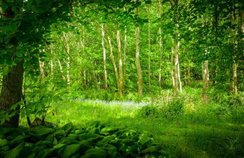 All Saints Cottage - secluded cottage with garden, 15 min walk to pub - Foto 11