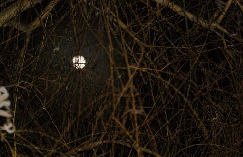 "Am Griebnitzsee" 14482 Potsdam-Babelsberg - Foto 13