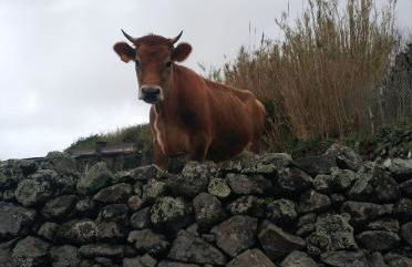 Casa da Queijaria - Foto 29