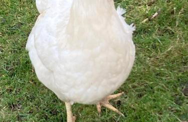 The Smithy - Foto 38