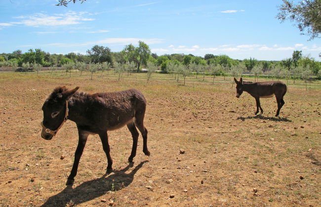 Moli de Son Vidal - Foto 46