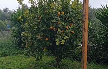 Quinta do Americano - Foto 34