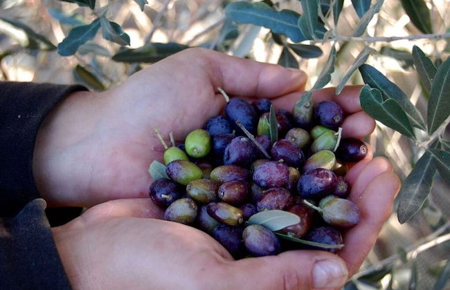 Bio Agriturismo La Spiga D'oro - Photo 24