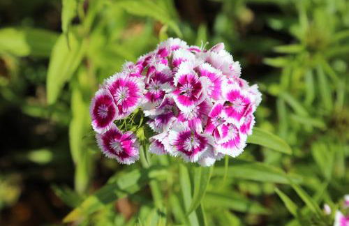 GITE MONTGOLFIÈRE 6 PERSONNES - Foto 34