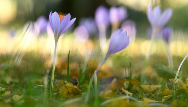 Vegetazione del Parco Naturale di Alvão