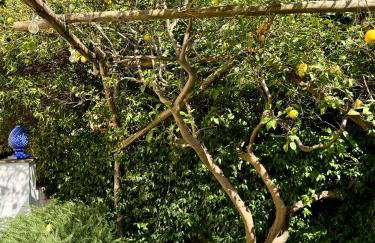 MARILISE - La maison blue private garden & terrace - Foto 6