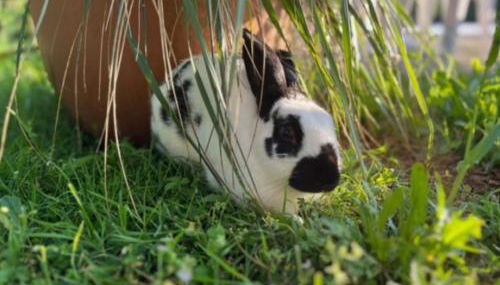 Agriturismo Chioi - Foto 5