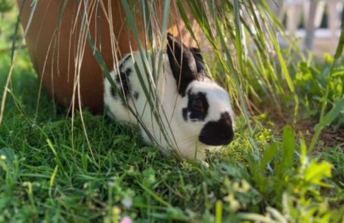 Agriturismo Chioi - Foto 5