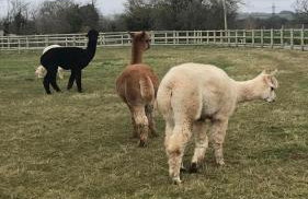 Delightful detached Cottage in Village Centre - Photo 26