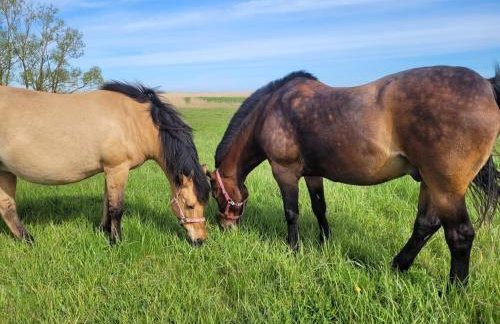 Wierzbowa Ostoja - Domek letniskowy BOSMAN - Photo 28