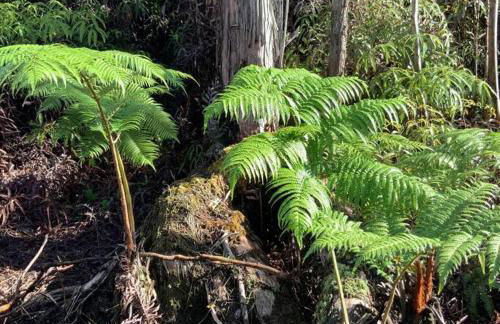 Exotic Garden cottage at amazing volcano fissure - Foto 30
