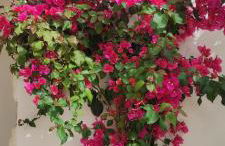 VILLA GAIA - Foto 29