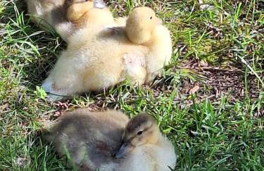 Pension Entenhausen - Foto 65